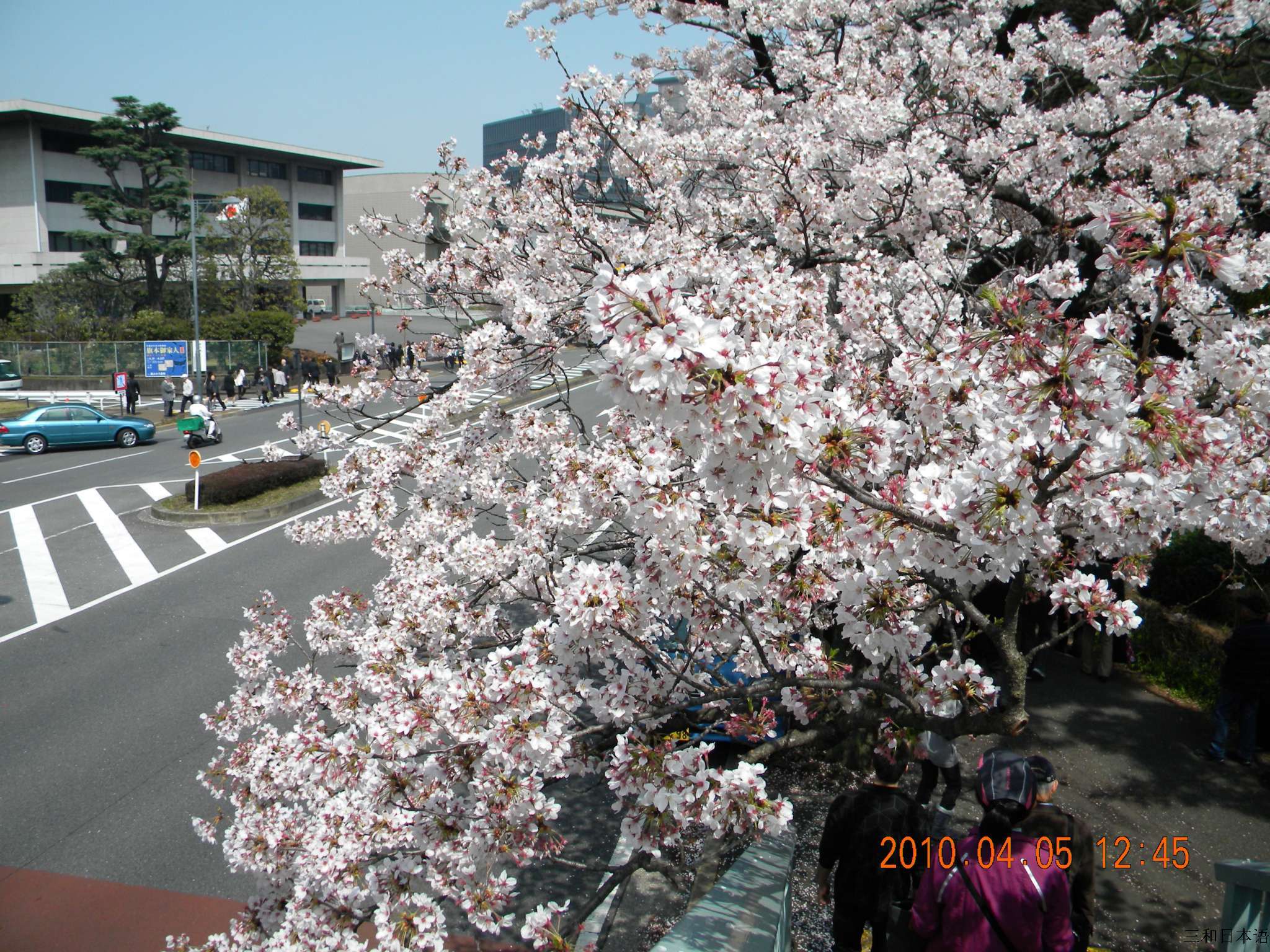 日本樱花